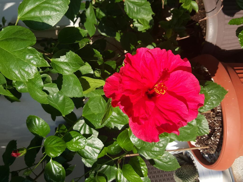 Hibiscus Guest House Budva Exterior foto