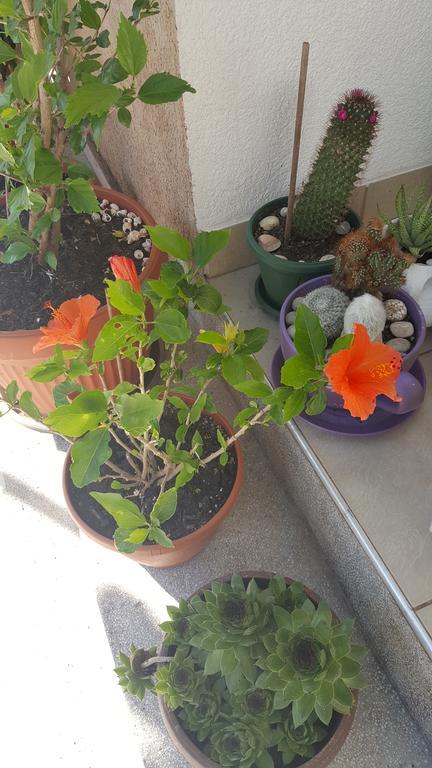 Hibiscus Guest House Budva Exterior foto