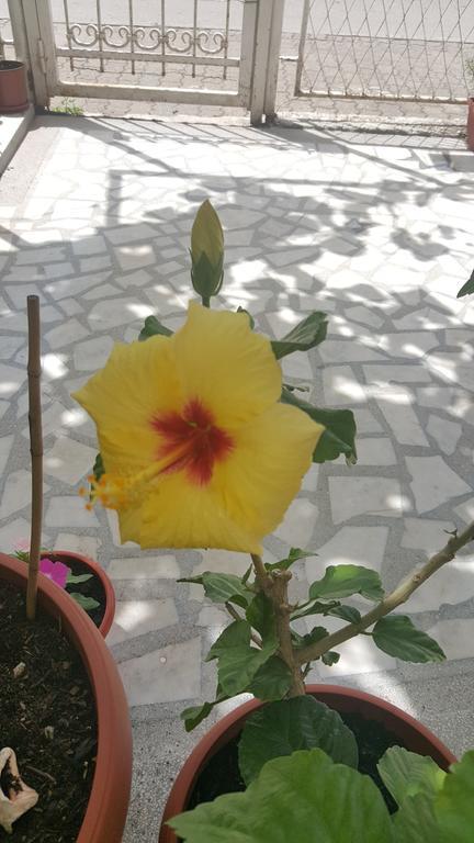 Hibiscus Guest House Budva Exterior foto